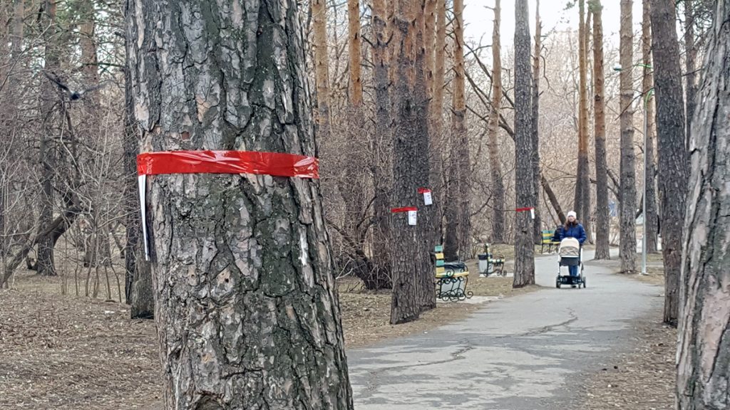 Все отмеченные деревья предполагается вырубить, потому что они мешают расширить и спрямить дорожку.